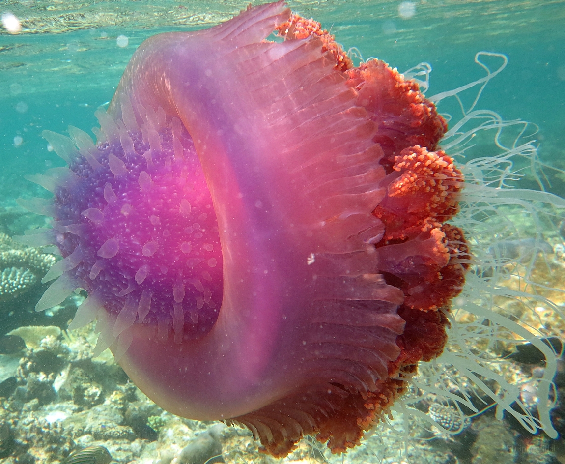 IMG_1336rf_Maldives_Madoogali_House reef_Meduse.jpg